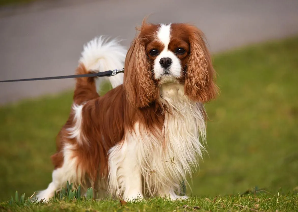 Cavalier King Charles Spaniel